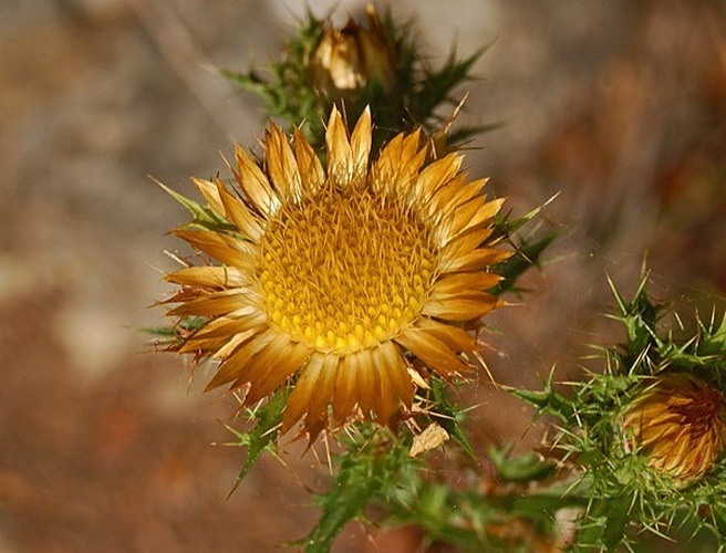 Carlina corymbosa © <a href="//commons.wikimedia.org/wiki/User:Hectonichus" title="User:Hectonichus">Hectonichus</a>