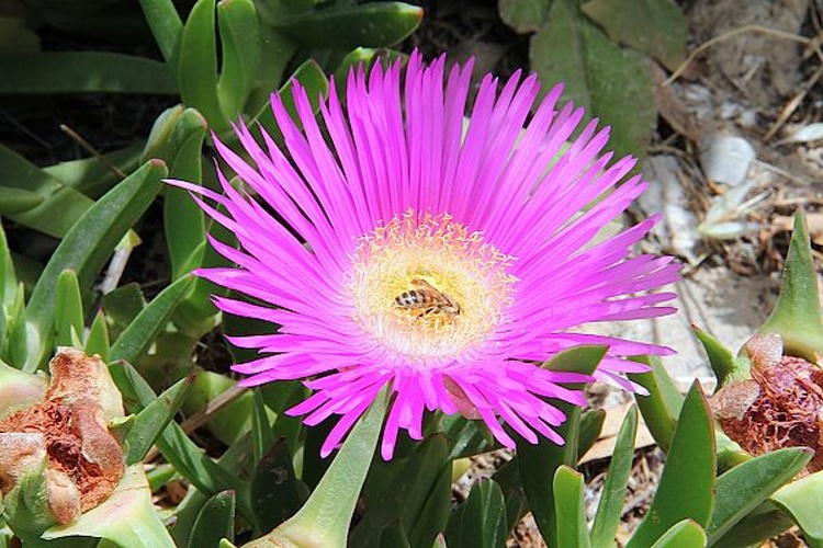 Carpobrotus acinaciformis &copy; <a href="//commons.wikimedia.org/wiki/User:PeterMansfeld" title="User:PeterMansfeld">Peter A. Mansfeld</a>