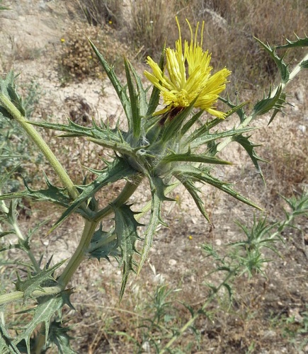 Carthamus lanatus &copy; <a href="//commons.wikimedia.org/wiki/User:Philmarin" title="User:Philmarin">Philmarin</a>