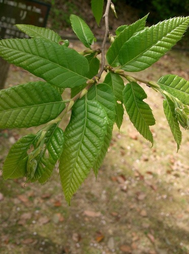 Castanea crenata © KENPEI
