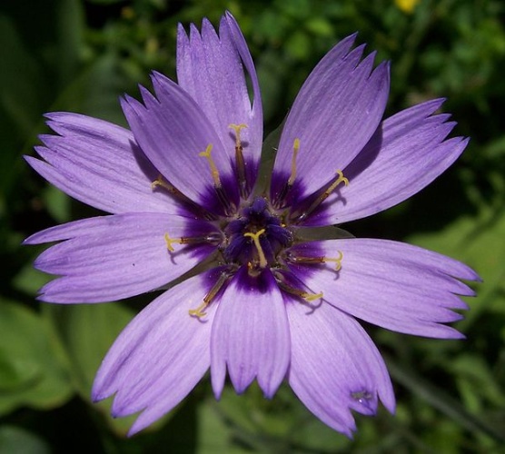 Catananche caerulea © Ltshears - Trisha M Shears