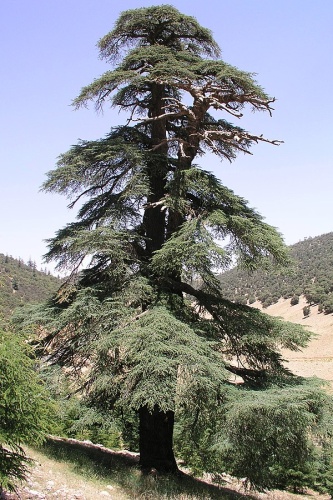 Cedrus atlantica &copy; Nikos D. Karabelas