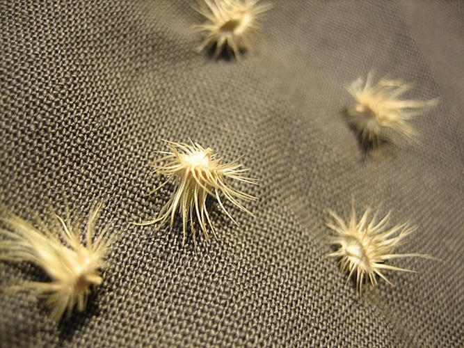 Cenchrus biflorus &copy; <a href="//commons.wikimedia.org/w/index.php?title=User:Ecureuil&amp;action=edit&amp;redlink=1" class="new" title="User:Ecureuil (page does not exist)">Ecureuil</a>