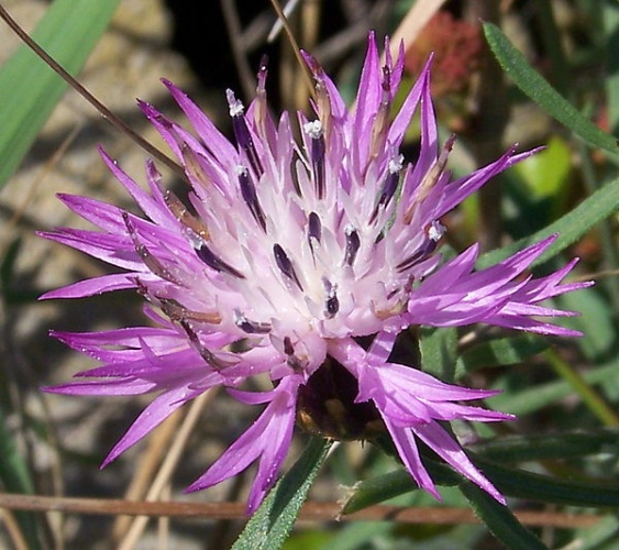 Centaurea aspera © <a href="//commons.wikimedia.org/wiki/User:Philmarin" title="User:Philmarin">Philmarin</a>