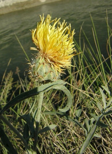 Centaurea collina &copy; <a href="//commons.wikimedia.org/wiki/User:Aroche" title="User:Aroche">Aroche</a>