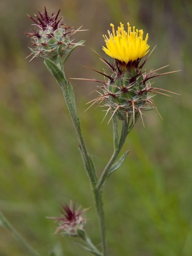 Centaurea melitensis © <a rel="nofollow" class="external text" href="https://www.flickr.com/people/78425154@N00">Franco Folini</a> from San Francisco, USA