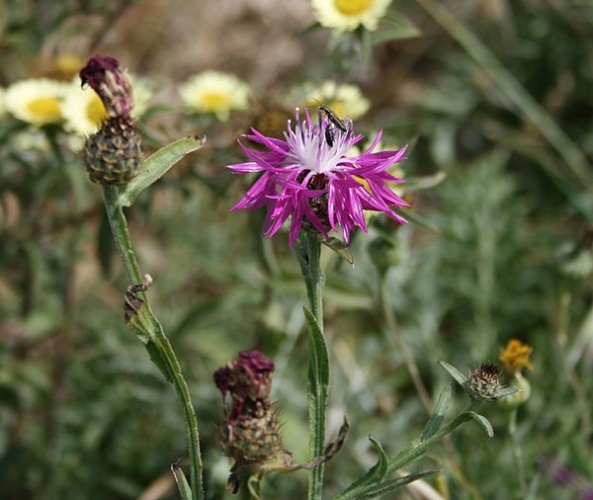 Centaurea napifolia &copy; <a href="//commons.wikimedia.org/wiki/User:Franz_Xaver" title="User:Franz Xaver">Franz Xaver</a>