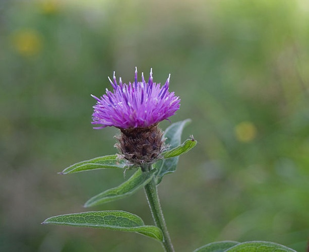 Centaurea nigra &copy; <a href="//commons.wikimedia.org/wiki/User:Julia_W" title="User:Julia W">Julie Anne Workman</a>