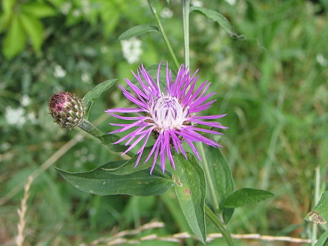 Centaurea nigrescens &copy; No machine-readable author provided. <a href="//commons.wikimedia.org/wiki/User:Bogdan" title="User:Bogdan">Bogdan</a> assumed (based on copyright claims).