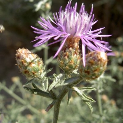 Centaurea paniculata © <a href="//commons.wikimedia.org/w/index.php?title=User:Eusebiol&amp;action=edit&amp;redlink=1" class="new" title="User:Eusebiol (page does not exist)">Eusebiol</a>