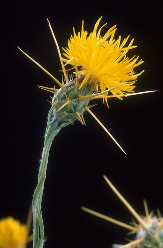 Centaurea solstitialis © Peggy Greb