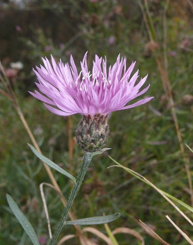 Centaurea stoebe &copy; <a href="//commons.wikimedia.org/wiki/User:BerndH" title="User:BerndH">Bernd Haynold</a>