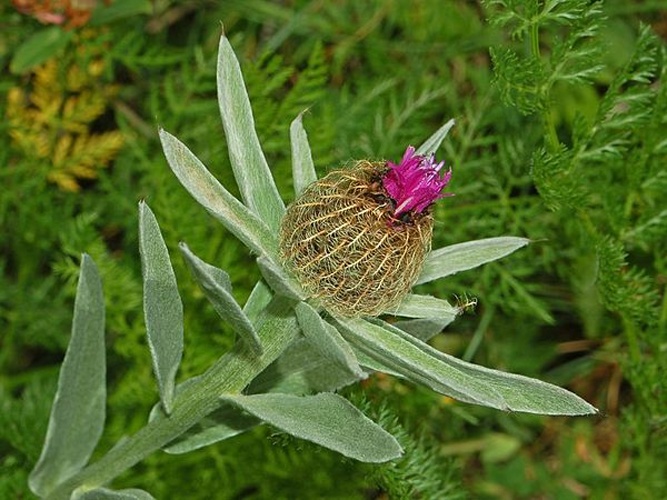 Centaurea uniflora © <a href="//commons.wikimedia.org/wiki/User:Hectonichus" title="User:Hectonichus">Hectonichus</a>