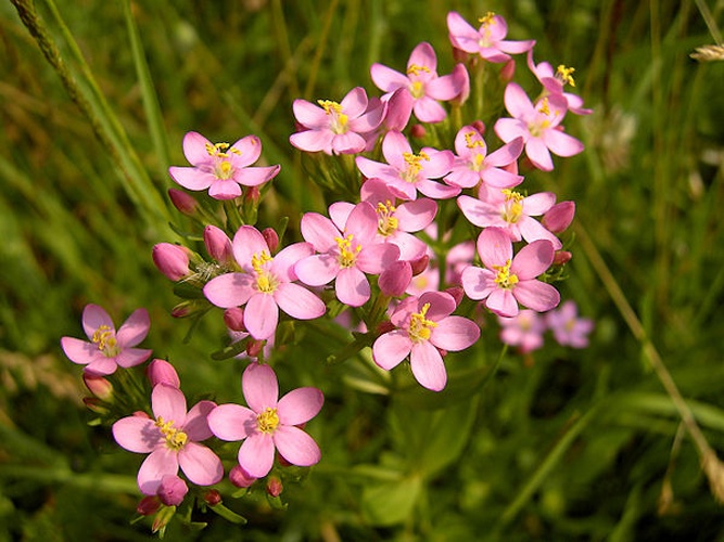 Centaurium erythraea © <a href="//commons.wikimedia.org/wiki/User:Biopics" title="User:Biopics">Hans Hillewaert</a>