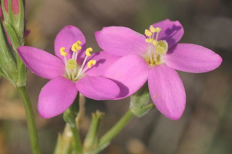 Centaurium littorale © <a href="//commons.wikimedia.org/wiki/User:HermannSchachner" title="User:HermannSchachner">HermannSchachner</a>