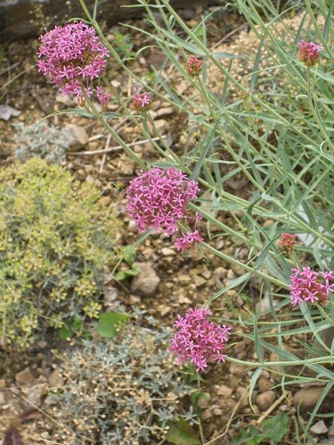 Centranthus angustifolius © 