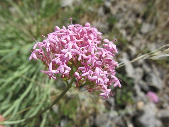Centranthus lecoqii © <a href="//commons.wikimedia.org/w/index.php?title=User:Vachiclub&amp;action=edit&amp;redlink=1" class="new" title="User:Vachiclub (page does not exist)">Vachiclub</a>