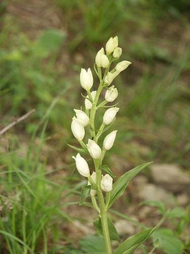 Cephalanthera damasonium &copy; <a href="//commons.wikimedia.org/wiki/User:BerndH" title="User:BerndH">Bernd Haynold</a>