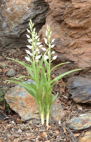 Cephalanthera longifolia &copy; 