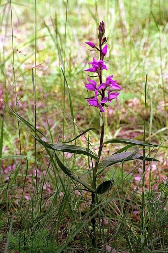 Red Helleborine © <div class="fn value">
<a href="//commons.wikimedia.org/wiki/User:Orchi" title="User:Orchi">Orchi</a>
</div>