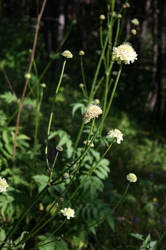 Cephalaria gigantea © <a href="//commons.wikimedia.org/wiki/User:Franz_Xaver" title="User:Franz Xaver">Franz Xaver</a>