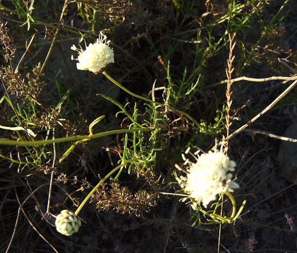 Cephalaria leucantha © <a href="//commons.wikimedia.org/wiki/User:Victor_M._Vicente_Selvas" title="User:Victor M. Vicente Selvas">Victor M. Vicente Selvas</a>