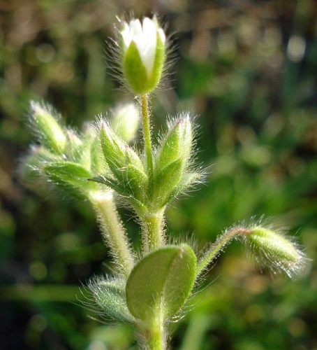 Cerastium Brachypetalum © <a href="//commons.wikimedia.org/wiki/User:Fornax" title="User:Fornax">Fornax</a>