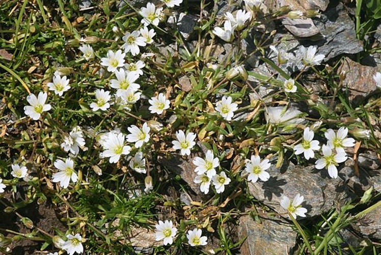 Cerastium cerastoides &copy; <a href="//commons.wikimedia.org/wiki/User:HermannSchachner" title="User:HermannSchachner">HermannSchachner</a>