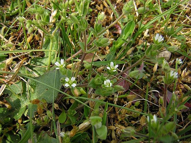 Cerastium diffusum &copy; <a href="//commons.wikimedia.org/wiki/User:Aroche" title="User:Aroche">Aroche</a>
