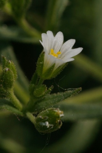 Cerastium dubium © Jiří Šumbera
