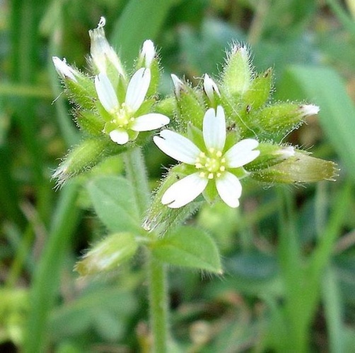 Cerastium glomeratum &copy; 