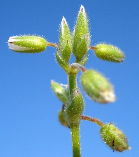 Cerastium glutinosum © <a href="//commons.wikimedia.org/wiki/User:Fornax" title="User:Fornax">Fornax</a>