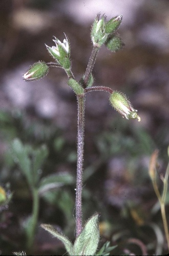 Cerastium pumilum © <a href="https://de.wikipedia.org/wiki/User:Fornax" class="extiw" title="de:User:Fornax">Fornax</a>