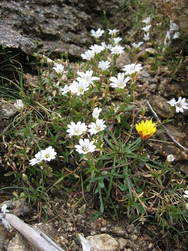 Cerastium soleirolii &copy; <a href="//commons.wikimedia.org/wiki/User:Tigerente" title="User:Tigerente">User:Tigerente</a>