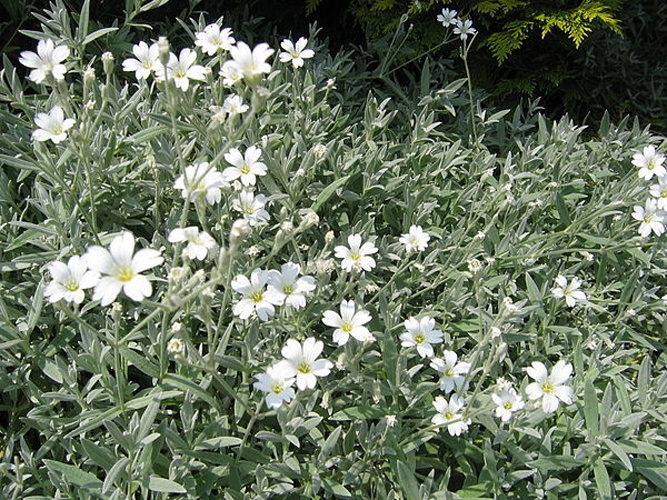 Cerastium tomentosum © No machine-readable author provided. <a href="//commons.wikimedia.org/wiki/User:Heron2" title="User:Heron2">Heron2</a> assumed (based on copyright claims).