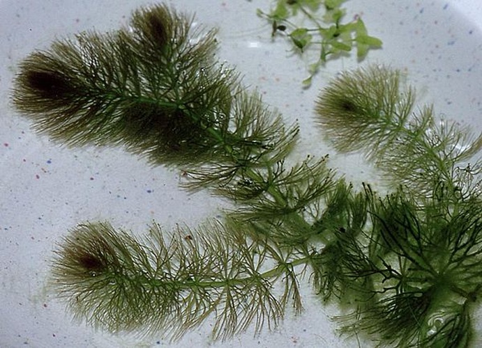Ceratophyllum submersum © 