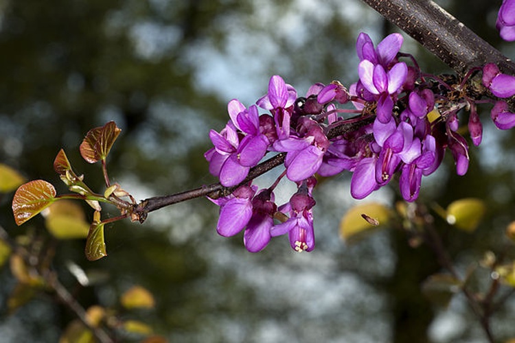 Judas tree © <div class="fn value">
<a href="//commons.wikimedia.org/wiki/User:Archaeodontosaurus" title="User:Archaeodontosaurus">Didier Descouens</a>
</div>