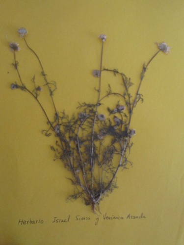 Chamaemelum fuscatum &copy; <a href="//commons.wikimedia.org/w/index.php?title=User:Israelsierra&amp;action=edit&amp;redlink=1" class="new" title="User:Israelsierra (page does not exist)">Israelsierra</a>