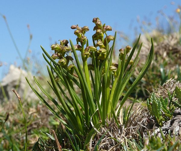 Chamorchis alpina © <a href="//commons.wikimedia.org/wiki/User:BerndH" title="User:BerndH">Bernd Haynold</a>