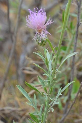 Cheirolophus intybaceus &copy; <a href="//commons.wikimedia.org/wiki/User:J.claude" title="User:J.claude">J.claude</a>