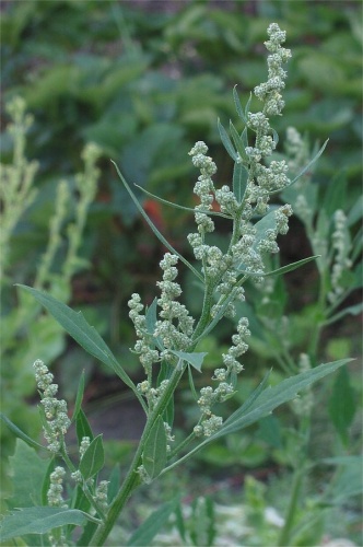 Chenopodium album &copy; <a href="//commons.wikimedia.org/wiki/User:Rasbak" title="User:Rasbak">Rasbak</a>