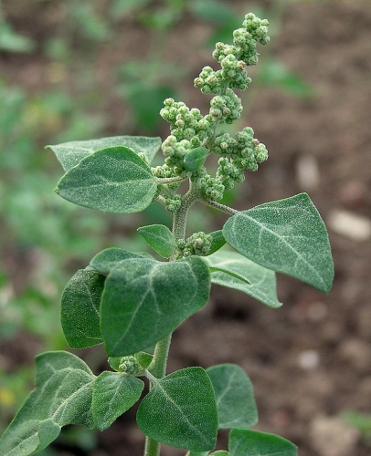 Chenopodium vulvaria © Ulf Schmitz