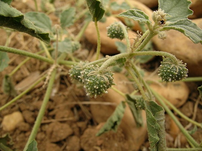 Chrozophora tinctoria © Solanum