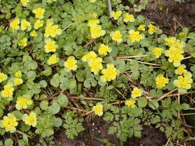 Chrysosplenium alternifolium &copy; 