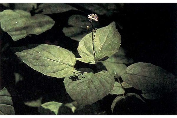 Circaea alpina &copy; Joe F. Duft