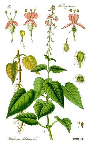 Circaea lutetiana © <a href="//commons.wikimedia.org/wiki/User:Kilom691" title="User:Kilom691">User:Kilom691</a>