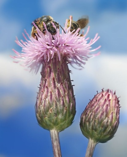 Cirsium arvense © <a href="//commons.wikimedia.org/wiki/User:Richard_Bartz" title="User:Richard Bartz">Richard Bartz</a>, Munich aka <a href="//commons.wikimedia.org/wiki/User:Makro_Freak" title="User:Makro Freak">Makro Freak</a> <a href="//commons.wikimedia.org/wiki/File:Makro_Freak_bar.jpg" class="image"><img alt="Makro Freak bar.jpg" src="https://upload.wikimedia.org/wikipedia/commons/8/8b/Makro_Freak_bar.jpg" decoding="async" width="80" height="15" data-file-width="80" data-file-height="15"></a>