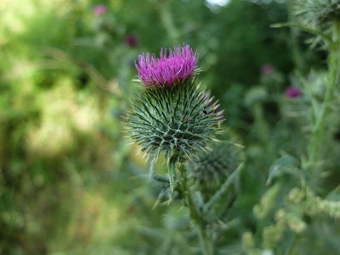 Cirsium echinatum © <a href="//commons.wikimedia.org/w/index.php?title=User:Teogomez&amp;action=edit&amp;redlink=1" class="new" title="User:Teogomez (page does not exist)">Teogomez</a>