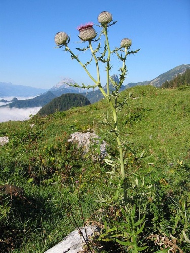Cirsium eriophorum &copy; <a href="//commons.wikimedia.org/wiki/User:Tigerente" title="User:Tigerente">User:Tigerente</a>