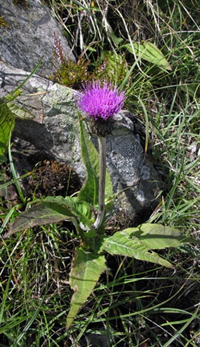 Cirsium heterophyllum © <a rel="nofollow" class="external free" href="http://www.ukwildflowers.com/">http://www.ukwildflowers.com/</a>
